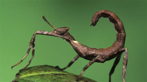 Stick Insect Wallpapers Wallpaper Cave