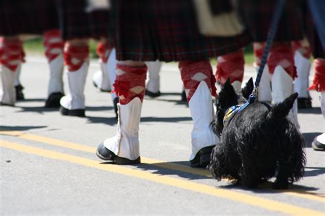 Scottie Parade At Door County Via Msd Scottie Dog Scottie Scottish