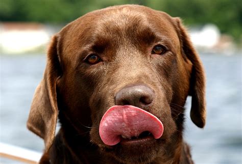 What Does Chocolate Do To Dogs Chocolate Poisoning