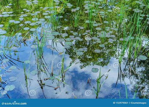 Reeds Waterlilies Lake Stock Image Image Of Summer 152979061