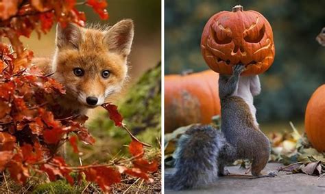 16 Animals Enjoying The Magic Of Autumn Animals Pics Best Funny