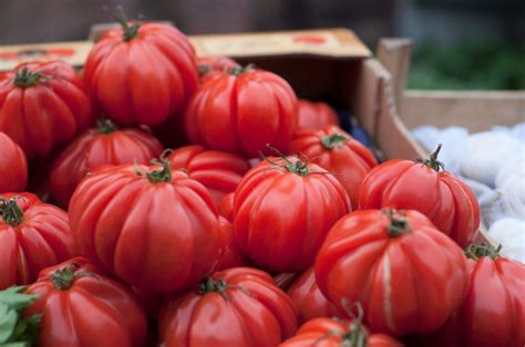 How To Grow Giant Tomatoes