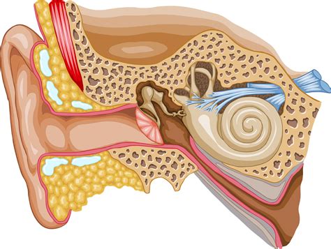 Anatomy Of The Ear And Eye Coloring Sexiz Pix