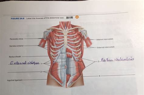 Solved FIGURE 24 6 Label The Muscles Of The Abdominal Wall Chegg Com