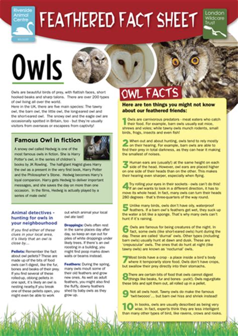 Nocturnal Animal Factsheets Teaching Resources