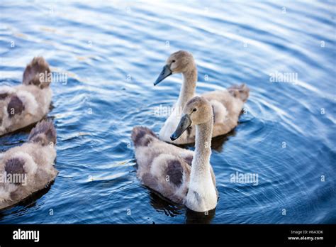 Young Swans Swimming In A Pond Ugly Ducklings Stock Photo Alamy