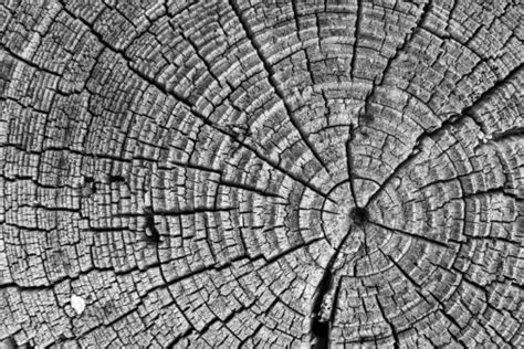 Tree Cut Structure Copyright Free Photo By M Vorel Libreshot