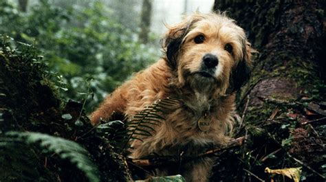 Dogs are the main or to help you choose which dog movies to play, here is a list of the best dogs movies ever. DOG MOVIES - DOGICA® 3D 300+ Movies with Dogs: Best, Top ...