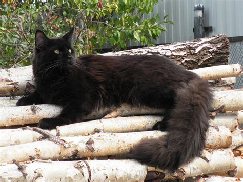 Black Beautiful Maine Coon Cat Is Resting Wallpapers And Images