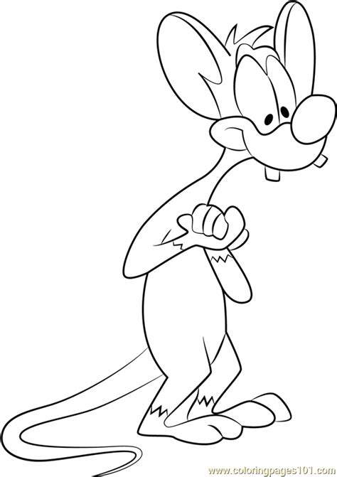 Pinky and the brain is an american animated television series that was created by tom ruegger that premiered on kids' wb on september 9, 1995. Pinky Coloring Page - Free Animaniacs Coloring Pages ...