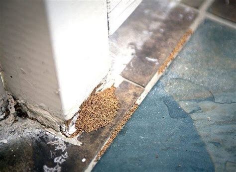 Active Termite Action Plan Active Pest Management