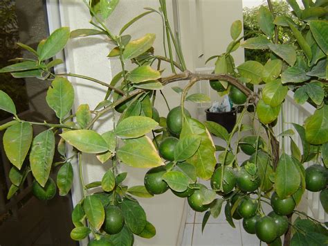 Also lemon trees need much ferric. Lemon Tree Leaves Turning Yellow And Curling - nanieswap
