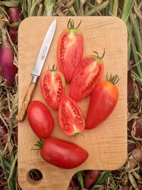 Tomato, 'Sheboygan' | Uprising Seeds