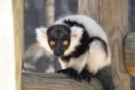 The Wonders Of Lemurs With Tanganyikas Lemur Experience