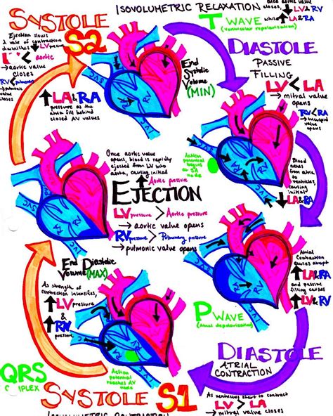 Cardiac Cycle Revisited If You Havent Made Your Own Drawing Of