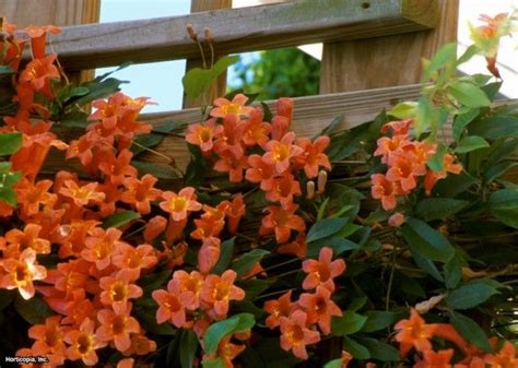 This vigorous climber flowers from summer into fall. 54 best images about Garden: VINES - Zone 9 on Pinterest ...