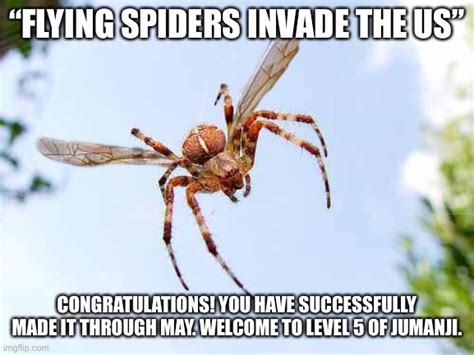 Flying Spiders Invade The Us Imgflip