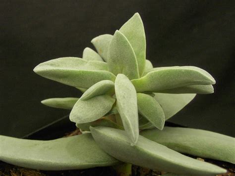 crassula perfoliata var minor roraima nursery