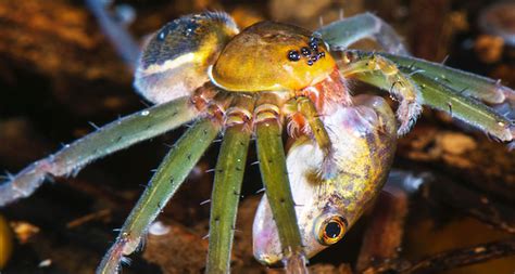 Spiders Weird Meals Show How Topsy Turvy Amazon Food Webs