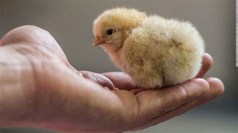 France To Ban Mass Shredding Of Live Chicks Cnn