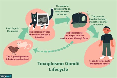 Toxoplasmosis What Is It Toxoplasmosis