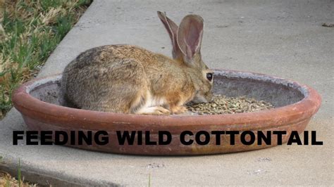 Feeding Wild Rabbits ~ How To Feed A Wild Rabbit ~ Cottontail Rabbits