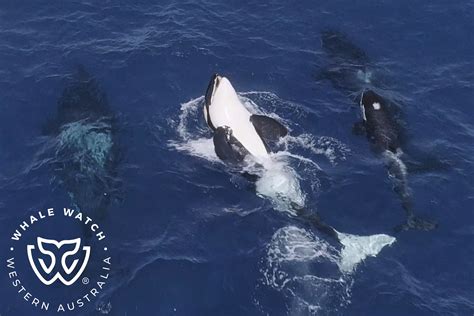 Bremer Bay Orca Calves Play Whale Watch Western Australia©️15 Whale
