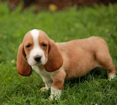 Since that time god has blessed our family and small business of raising quality puppies for families. Basset Hound Puppies For Sale In Md | PETSIDI