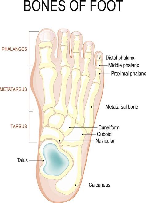 What Is Metatarsalgia Joi Jacksonville Orthopaedic Institute