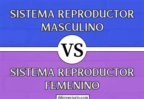 Cuadro Comparativo Del Aparato Reproductor Femenino Y Masculino