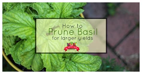 How To Prune Basil For Larger Yields The Kitchen Garten