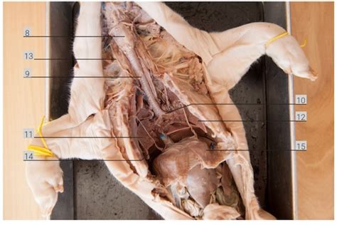Lab 1 55 Fetal Pig Thorax Dissection Study Diagram Quizlet