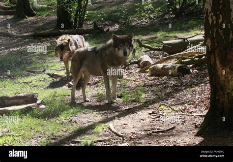Two Alert European Grey Wolves Canis Lupus In The Forest Stock Photo