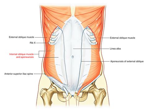 Anatomia Da Parede Abdominal