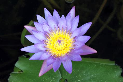Purple Lotus Flower Close Up Free Stock Photo Public Domain Pictures