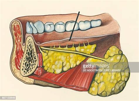 Salivary Glands Section Human Body Drawing News Photo Getty Images