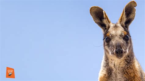 Zoom Background Images Australia : Free Zoom Virtual ...