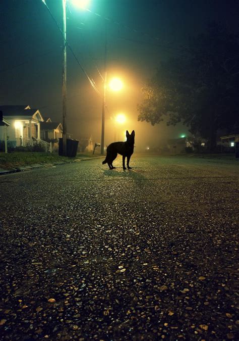 Psbattle This Dog Standing In The Middle Of The Street At Night R