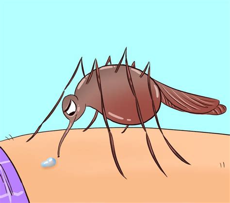 What Happens To Your Body When A Mosquito Bites You Lovely