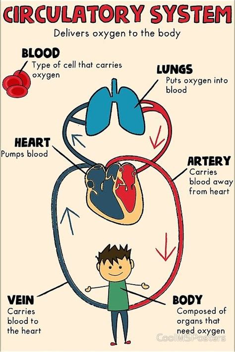 Middle School Anchor Chart Over The Circulatory System I Use Anchor