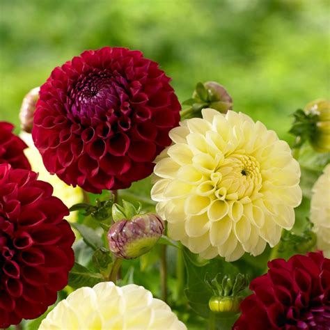 At la madame florist, we realize the worth of your emotions which is what makes us the number one choice for sending out your love to dear ones. Know Your Dahlias: Flower Styles and Sizes | Dahlia flower ...