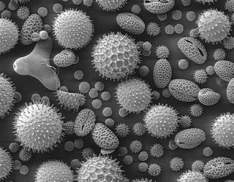 Maybe you would like to learn more about one of these? Microscope Pollen - Micropedia