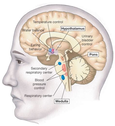 Autonomic nervous system Structure and Function...