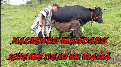 Sacando Leche A Las Vacas De Mi Mam Chico Zamora Youtube