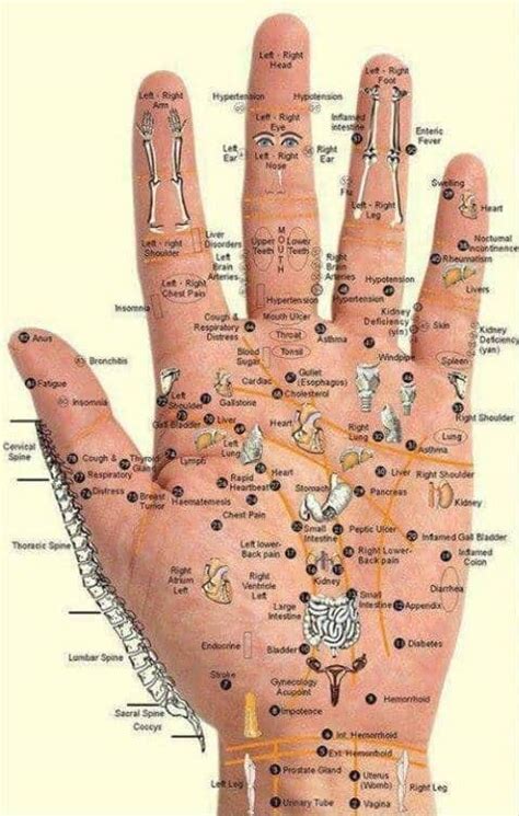 Pressure Points How To Apply 🥇 Hand Reflexology In 2024 ️