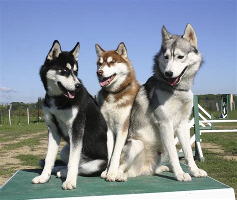 Lovable, strong, and energetic, huskies and other sled dogs were bred to pull loads over medium to however, there are two types of dogs explicitly known as a husky — the siberian husky and the. The Siberian Husky - Energetic, Kind, And Eager To Please