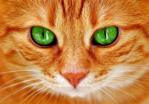 Royalty Free Photo Orange Tabby Cat In Closeup Photo Pickpik