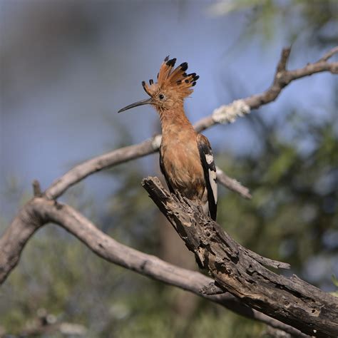 African Hoopoe Upupa Africana At Loodswaai Game Reserve Flickr