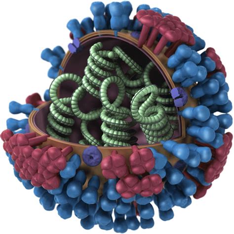 Five Intriguing Facts About Viruses Ucla