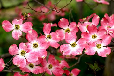 Pink Flowering Dogwood For Sale Compare Best Prices Top Nurseries